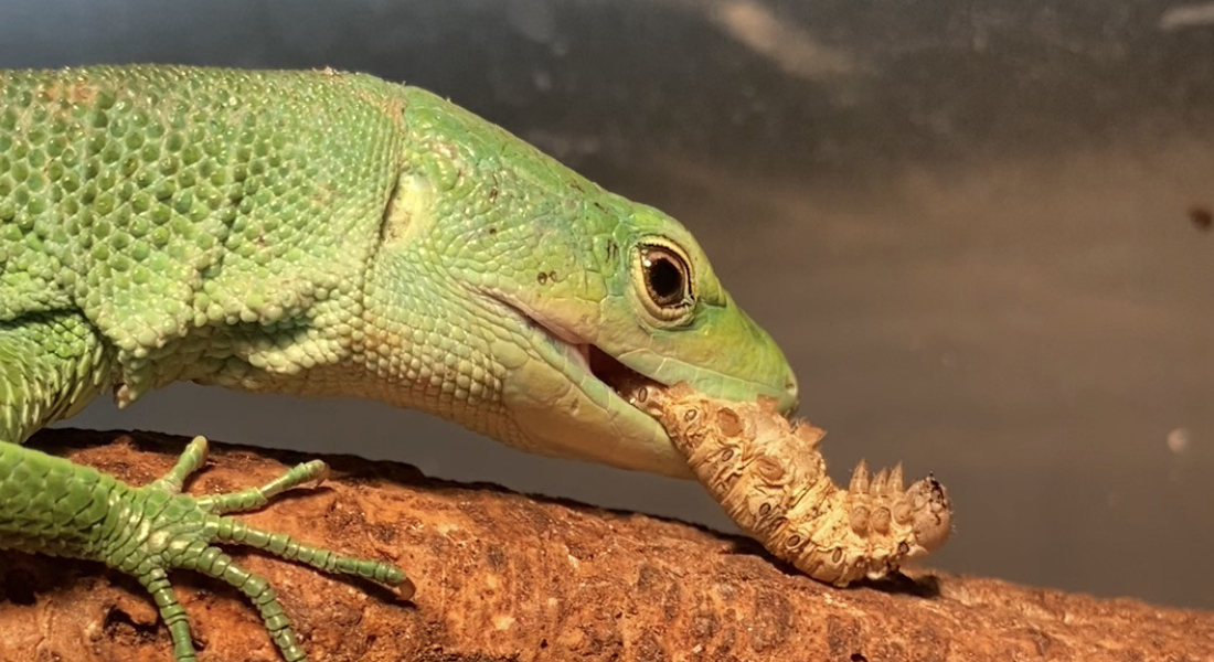 ガストロカナヘビ