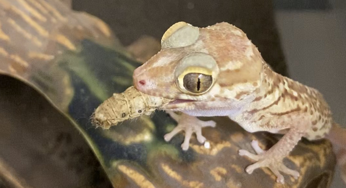 ソメワケササクレヤモリ